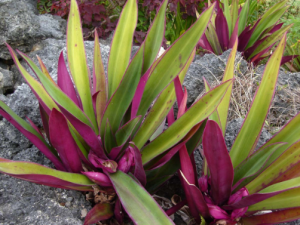 Anteriormente hablamos para qué sirve el maguey morado como planta medicinal, hoy te explicaremos del té de maguey morado, Te de maguey morado para que sirve y como se prepara
