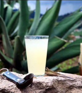 Jugo de maguey contraindicaciones: Aunque algunos mencionan que no tiene efectos secundarios, es necesario saber y comprender sobre el jugo de maguey contraindicaciones, para así estar bien informados. Jugo de maguey contraindicaciones