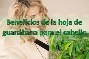 Gracias a sus beneficios medicinales la hoja de guanábana para el cabello es uno de puntos más importantes en cuanto al valor potencial que esta planta medicinal nos aporta. Beneficios de la hoja de guanábana para el cabello