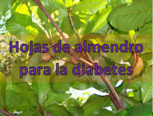 Al pasar de los años, este árbol fue considerado como uno de los mejores gracias a sus beneficios para la diabetes. Hoy las hojas de almendro para la diabetes son proporcionadas Hojas de almendro para la diabetes