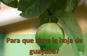Si buscas para qué sirve la hoja de guayaba como planta medicinal, mira qué beneficios tiene la hoja de guayaba y sus propiedades que pueden aportar a tu salud.
